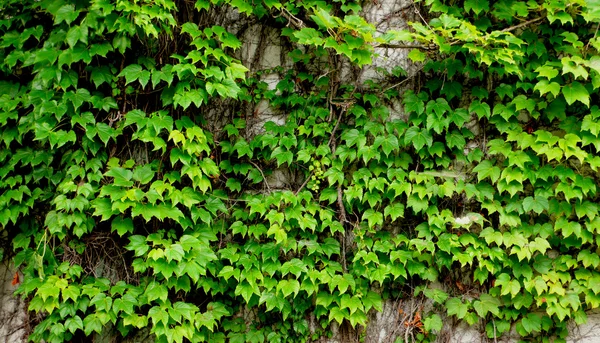 Stará zeď ivy — Stock fotografie