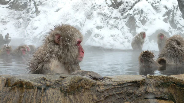 Japanese Macaque in hot spring — Stock Photo, Image