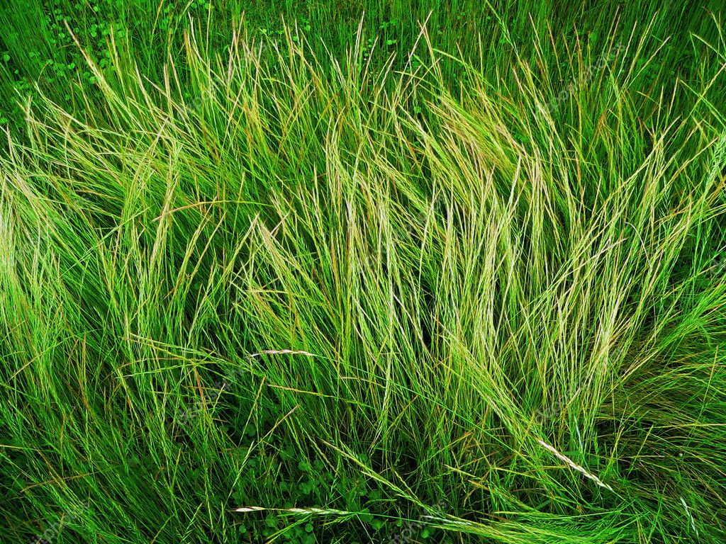 Wild grass background — Stock Photo © yurizap #3145152