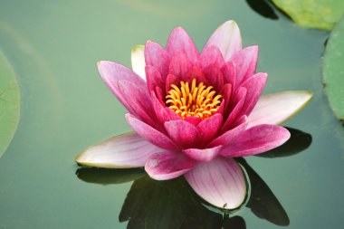 Close-up lotus flower clipart