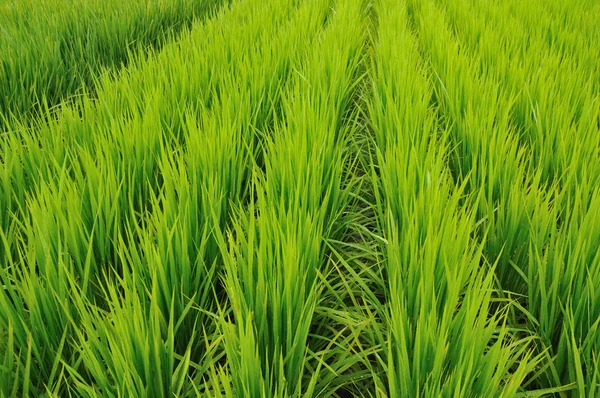 Linhas de campo de arroz — Fotografia de Stock
