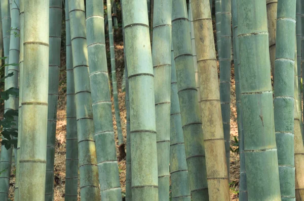 Bambusz erdő — Stock Fotó