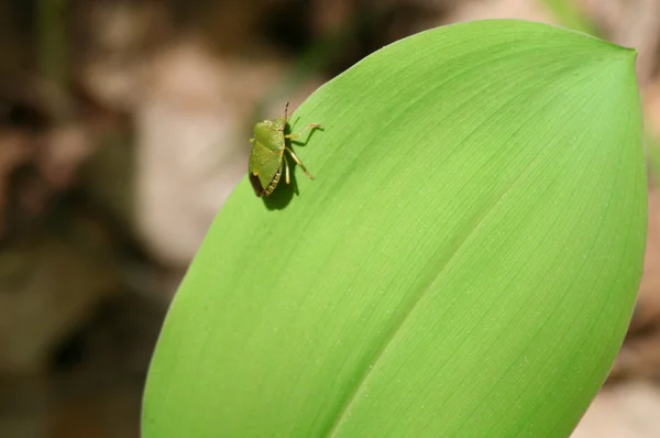 Bug on green leaf — Stock Photo, Image