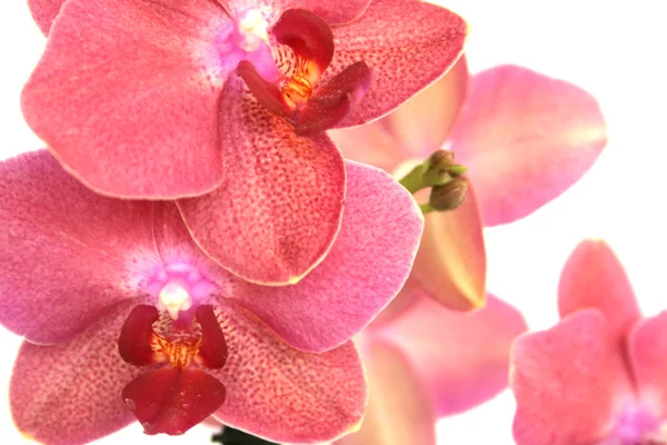 Орхідеї Закри — стокове фото