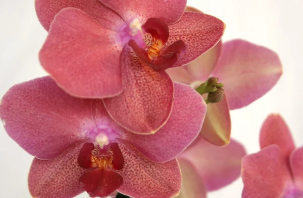 Орхідеї Закри — стокове фото