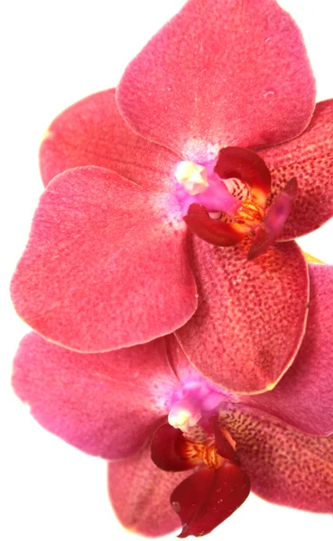 Gros plan sur l'orchidée — Photo