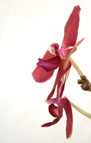 Close-up de orquídea — Fotografia de Stock