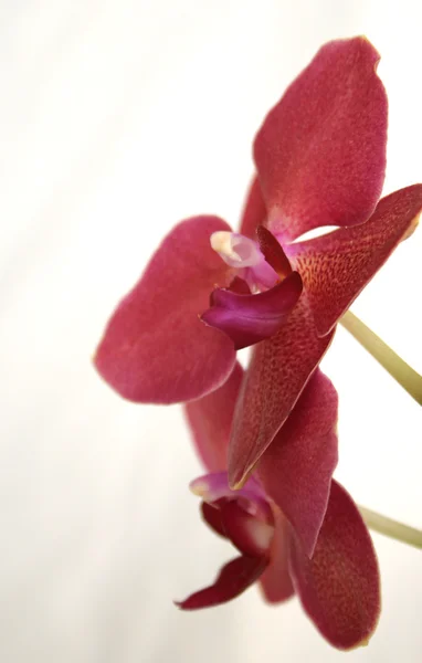Close-up de orquídea — Fotografia de Stock