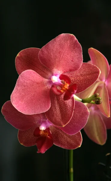 Orkide yakın çekim — Stok fotoğraf