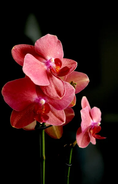 Primer plano de orquídea — Foto de Stock
