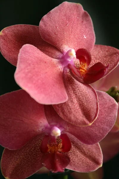Orchid close-up — Stock Photo, Image