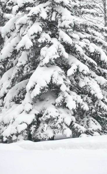 雪松树 — 图库照片
