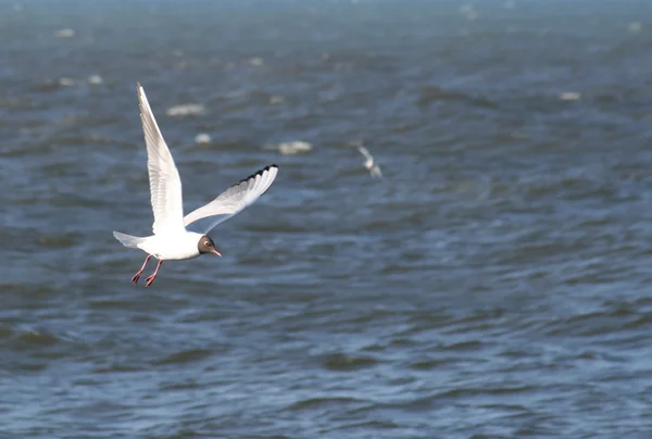 stock image Sea gull