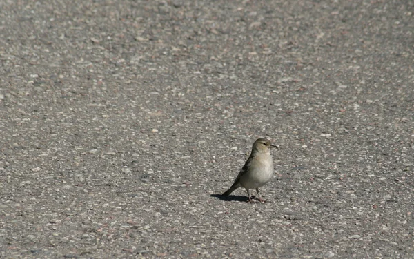 stock image Small grey bird