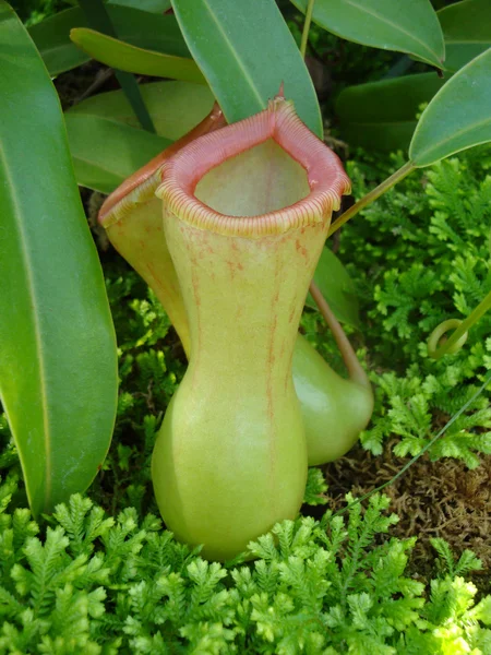 stock image Carnivorous Plants