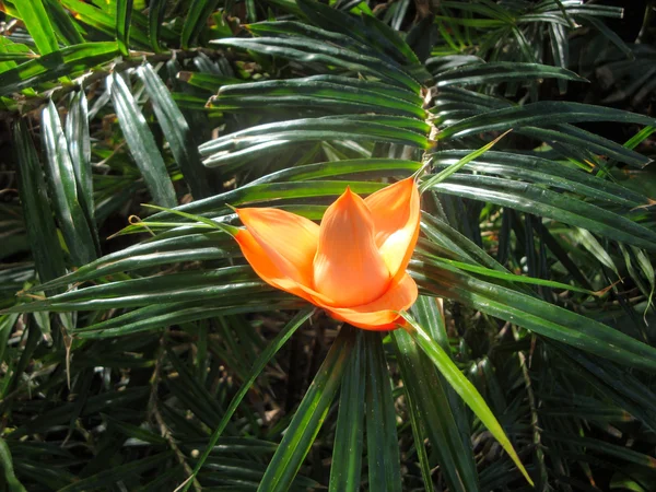 Orange Tropical Flower — Stock Photo, Image
