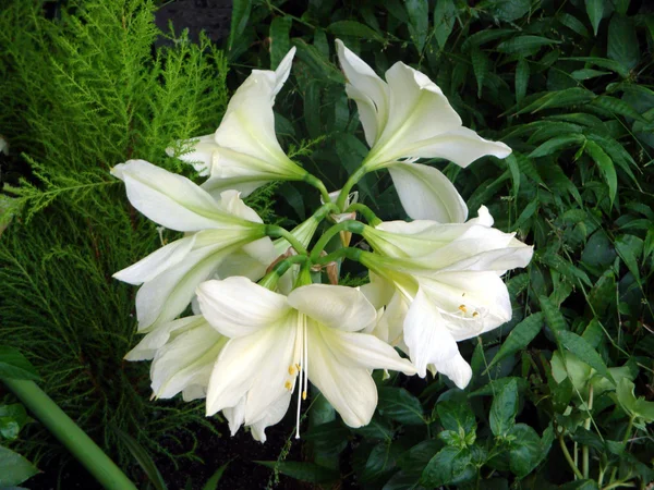 Natural Bouquet of White Easter Lilies Stock Image