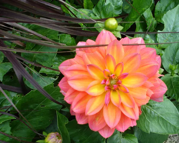 Firepot Dahlia Bloom