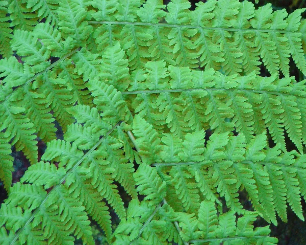 Frondas de helecho de plumas verdes —  Fotos de Stock