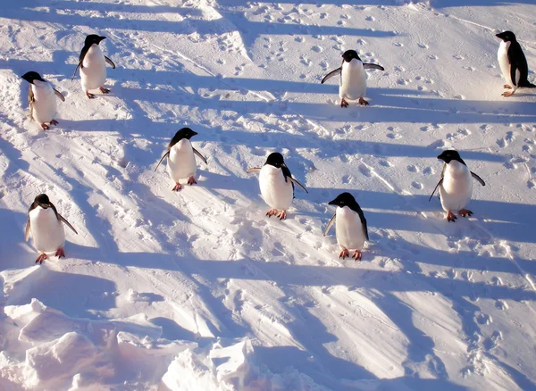 Los pingüinos Adelie están viendo el atardecer. Fotos de stock libres de derechos