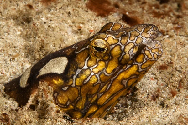 波拿巴 schlangenaal — 图库照片