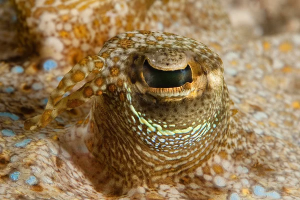 Fantastiska ögon i det djupa havet — Stockfoto