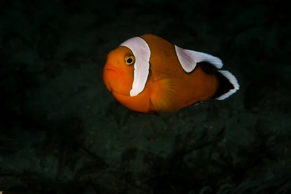 Nemo Ii — Zdjęcie stockowe
