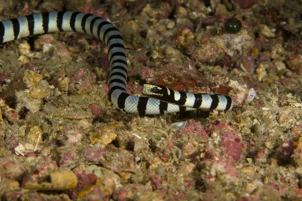 La serpiente más venenosa bajo el agua — Foto de Stock