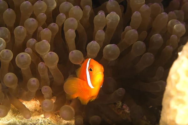 Nemo. — Foto Stock