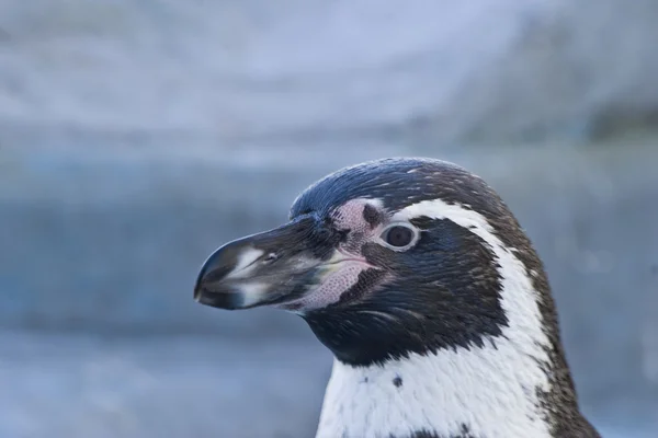 stock image Large beak