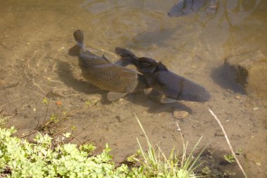 Karpfen im Teich