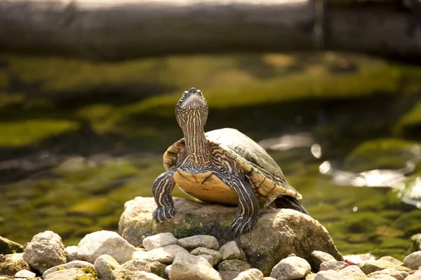 Wasserschildkröte sonnt sich 스톡 사진