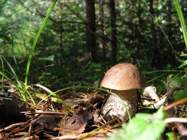 Brown cap boletus clipart