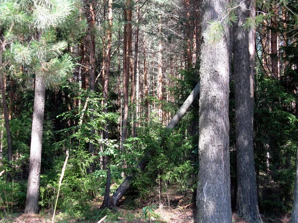 Bosques de pino —  Fotos de Stock