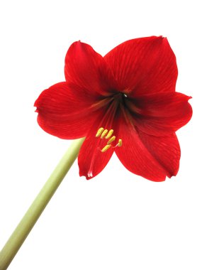 çiçek hippeastrum