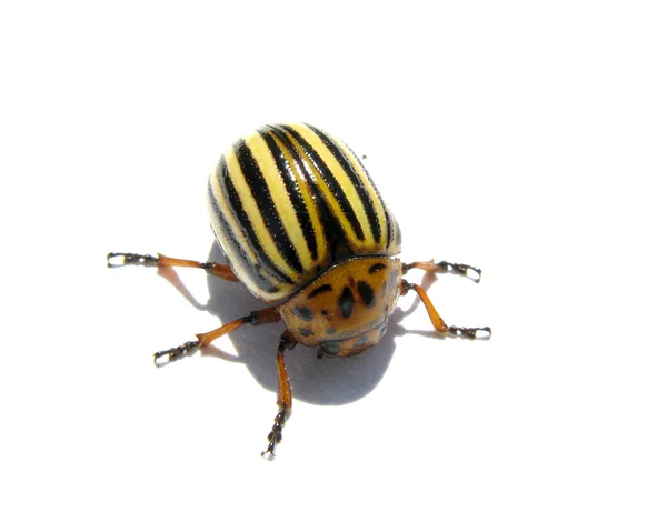 Potato beetle — Stock Photo, Image