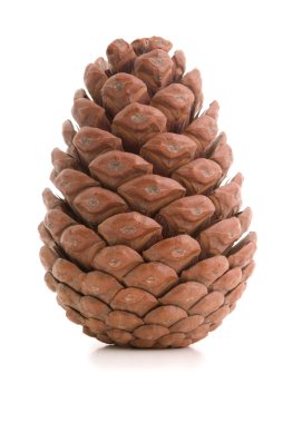 Great fir cone. clipart