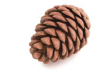 Great fir cone. clipart