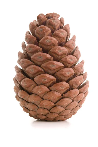 Great fir cone. — Stock Photo, Image