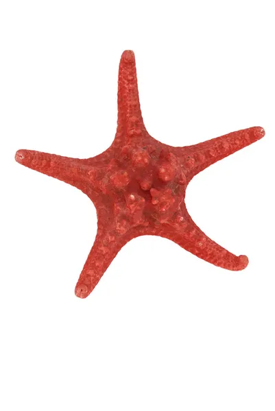 Souvenir starfish. — Stock Photo, Image
