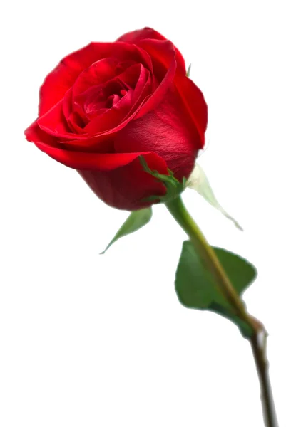 Rosa vermelha brilhante — Fotografia de Stock