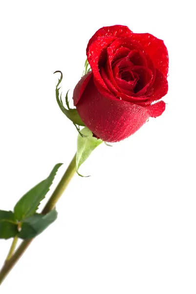 Rosa vermelha brilhante com gotas de água . — Fotografia de Stock