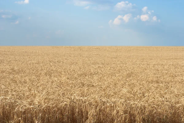 stock image Grain field