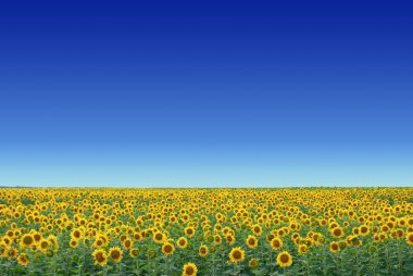 Sunflower field clipart