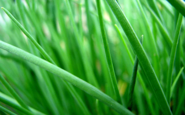Свежий летний газон — стоковое фото