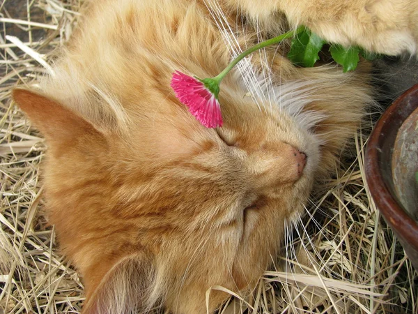 Red Cat sleeps with a flower — Stock Photo, Image