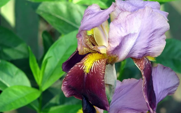 Flor violeta en el jardín — Foto de Stock