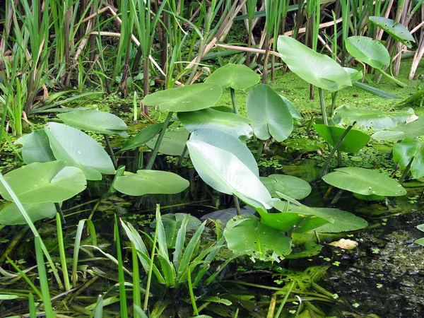 沼泽湿地植物 — 图库照片