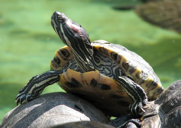 Kaplumbağa güneş ışınlarının tadını çıkarma