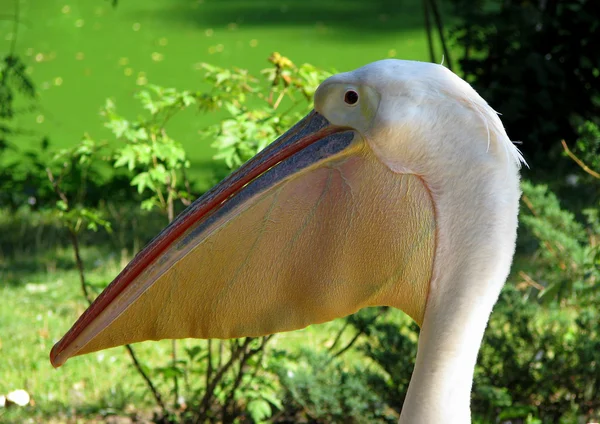 Pelican profile Stock Picture